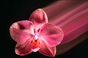 pink flower and beautiful bokeh. closeup of a pink orchid. orchid petals and a pink light plume. flower shot on a black background