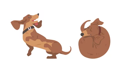 Muurstickers Aap Dachshund or Badger Dog as Short-legged and Long-bodied Hound Breed with Collar Cuddling and Jumping Vector Set