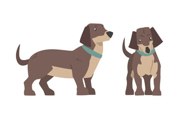 Obraz na płótnie Canvas Dachshund Dog Breed Hound with Short Legs and Long Body Standing Vector Set