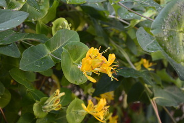 Fototapeta na wymiar Lonicera periclymenum or common honeysuckle plants blooming flowers in spring