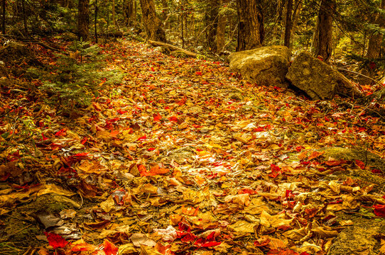 Autumnal hiking trail in the Acadia National Park, covered with colorfull leafs