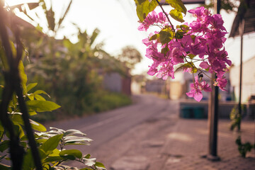 Beautiful pink bloossom on a tree branch against defocused street in tropical paradise. Blooming...