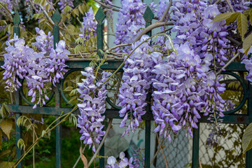 wisteria, glicinia flowering wine in the garden