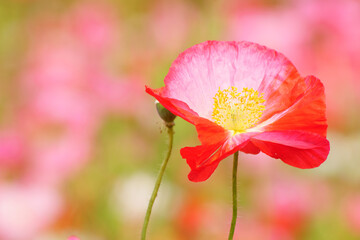 ポピーの花園