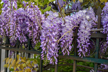 Obraz premium wisteria, glicinia flowering wine in the garden