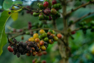 dried coffee beans in the coffee plantation