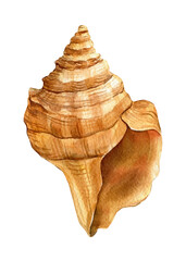 Sea shell on an isolated white background. Watercolor illustration