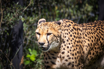 portrait of a cheetah in its enclosure in a zoo