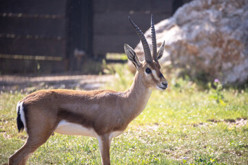 antelope in its enclosure in a zoo