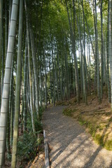 京都の高台寺の竹林