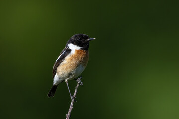 Bird perched on branch Common Stonechat Saxicola torquatus