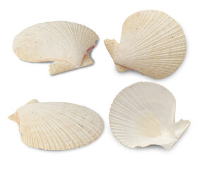 Sea shells collection isolated on white background with clipping path.