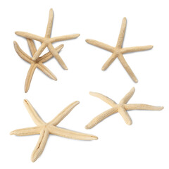 Starfish collection isolated on white background with clipping path.
