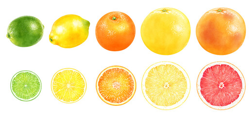 水彩イラスト　柑橘セット