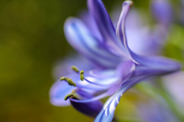 An African Lily bloom . Pale lavender . Side view . Macro