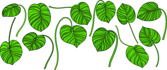 Leaves isolated on white. Tropical leaves. Hand drawn vector illustration