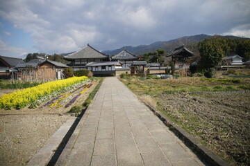 奈良の明日香村の飛鳥寺と菜の花