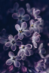 Fototapeta na wymiar flower, nature, purple, lilac, spring, plant, flowers, orchid, blossom, bloom, garden, violet, blue, flora, beauty, macro, pink, petal, floral, closeup, summer, blooming, white, close-up, color lilac 
