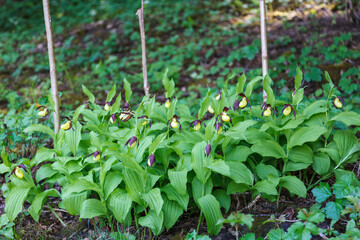 Lady's-slipper orchid growing in a woodland