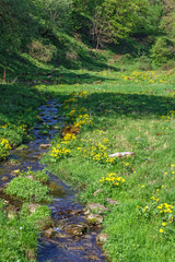Running brook in a meadow with Kingcup flowers
