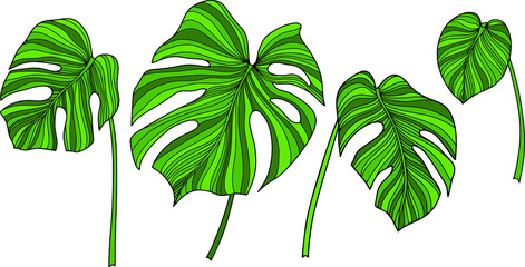 Leaves isolated on white. Tropical leaves. Hand drawn vector illustration