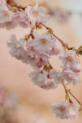 tree, spring, blossom, cherry, flower, nature, pink, branch, bloom, flowers, sakura, blooming, plant, sky, beauty, season, white, garden, blossoms, cherry blossom, japan, petal, flora, blossoming, bud