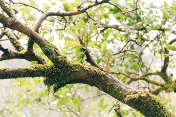 Fototapeta na wymiar tree in the garden
