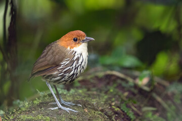 Chestnut-crowned antpitta posing on a log in Ecuador