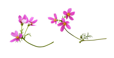 Set od pink cosmos flowers isolated