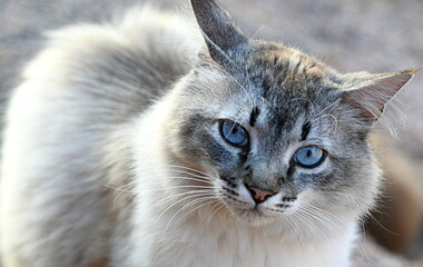 chat