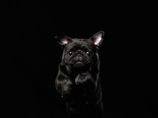 charming black pug jump on a black background. Pet portrait in studio