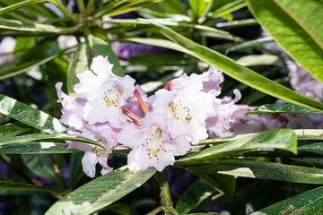 Photo sur Plexiglas Azalée Beautiful-face rhododendron