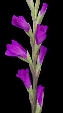 Time lapse of opening purple gladiolus flower isolated on black background, vertical