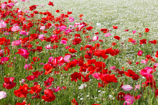 mohnblumen
