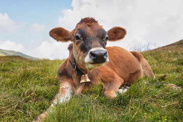 Calf on the alpine meadow. Young cow in the Alps. 