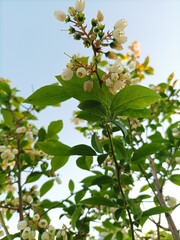 Blueberry flowers