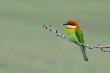 Chestnut-headed Bee-eater Head to back, orange, black eye band, neck and chest, bright yellow chest with small black and orange stripes, green body. Sticking to the branches.