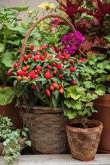 Fototapeta na wymiar Red jalapeno peppers grow in decorative wicker basket at home garden