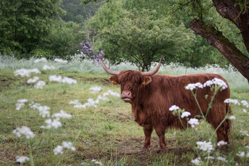 Weibliches Schottisches Hochland Rind (Bos taurus) auf der Sommerweide mit Wildblumen