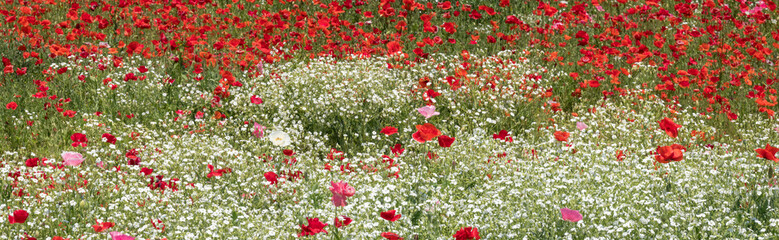 함안 악양 둑방길의 양귀비꽃 축제