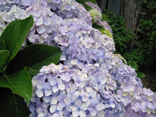 Light purple hydrangea