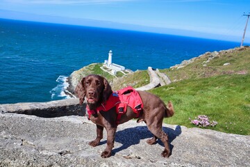 Dog at south stack lighthouse tourist attraction anglesey Wales