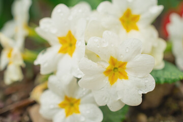 Common primrose, the first spring flowers