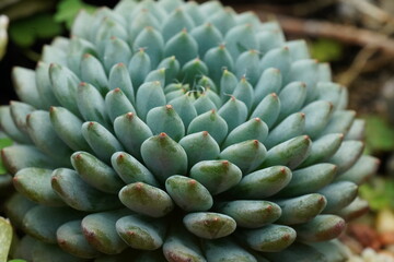 Naklejka na ściany i meble close up of a cactus