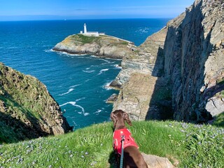 Dog at south stack lighthouse tourist attraction anglesey Wales