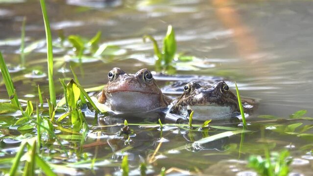 two frogs sit on the river bank in grass