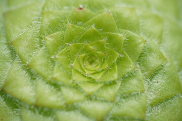 Aeonium tabuliforme (Lily Pad Agave)