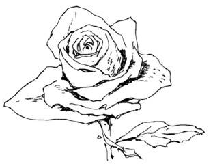 Hand drawn pen and ink study of a flower/flowers - vectorised in PS	