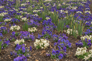 flowers in a flowerbed in the park