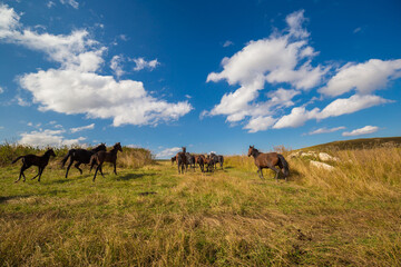 Fototapeta premium Meadow and horses, autumn